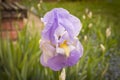 A blooming iris Bud. Close up. Selective focus Royalty Free Stock Photo