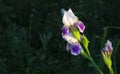 A blooming iris flower on a background of green plants in an outdoor Summer garden