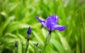 Blooming iris flower in green grass