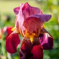 blooming iris flower macro