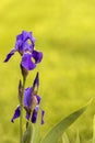 Blooming Iris flower with spring flowers Royalty Free Stock Photo