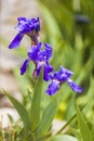 Blooming Iris flower with spring flowers Royalty Free Stock Photo