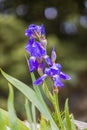 Blooming Iris flower with spring flowers Royalty Free Stock Photo