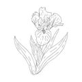 Blooming iris flower. Flower with texture in an outline style. Iris sketch for postcard design. Black and white Royalty Free Stock Photo