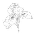 Blooming iris flower. Flower with texture in an outline style. Iris sketch for postcard design. Black and white
