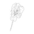 Blooming iris flower. Flower with texture in an outline style. Iris sketch for postcard design. Black and white Royalty Free Stock Photo