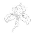 Blooming iris flower. Flower with texture in an outline style. Iris sketch for postcard design. Black and white Royalty Free Stock Photo