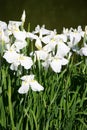 blooming iris - anjou - france