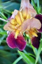Blooming iris in the garden. Yellow and violet colors of iris flower Royalty Free Stock Photo