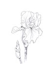 Blooming iris, graphic black and white linear drawing on white background