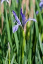 Blooming Iris in lilac color Royalty Free Stock Photo