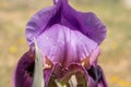 Blooming Iris mariae aka Negev iris or Mary's iris at desert