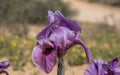 Blooming Iris mariae aka Negev iris or Mary\'s iris at desert Royalty Free Stock Photo