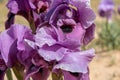 Blooming Iris mariae aka Negev iris or Mary\'s iris at desert