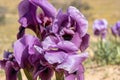 Blooming Iris mariae aka Negev iris or Mary\'s iris at desert