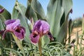 Blooming Iris mariae aka Negev iris or Mary\'s iris at desert