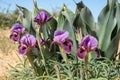 Blooming Iris mariae aka Negev iris or Mary\'s iris at desert Royalty Free Stock Photo