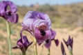 Blooming Iris mariae aka Negev iris or Mary\'s iris at desert Royalty Free Stock Photo