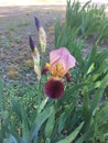 Blooming Iris