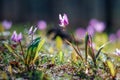 Blooming irises flowers in the foothills of Altai in early spring