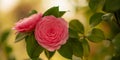 Blooming isolated double pink Camelia flower (Camellia japonica)