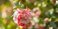 Blooming isolated double pink Camelia flower (Camellia japonica) Royalty Free Stock Photo