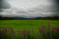 Blooming Ivan tea in the Arman river valley Royalty Free Stock Photo