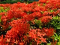 Blooming Ixora coccinea flowers in various shapes