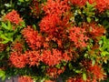 Blooming Ixora coccinea flowers in various shapes