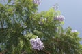 Blooming jacaranda, a beautiful southern tree