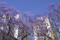 Blooming jacaranda near white high-rise building.