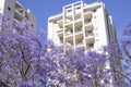 Blooming jacaranda near white high-rise building.