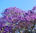 Blooming Jacaranda Tree Royalty Free Stock Photo