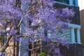Blooming jacaranda tree with building on the background Royalty Free Stock Photo