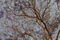 Blooming jacaranda tree in Egypt. Royalty Free Stock Photo