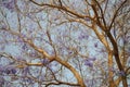 Blooming jacaranda tree in Egypt. Royalty Free Stock Photo