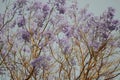 Blooming jacaranda tree in Egypt. Royalty Free Stock Photo