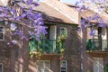 Blooming jacaranda tree with generic house on the background Royalty Free Stock Photo