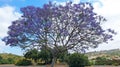 Blooming Jacaranda tree at Kate Sessions Park Royalty Free Stock Photo