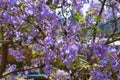 Blooming jacaranda tree with purple flowers Royalty Free Stock Photo