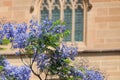 Blooming Jacaranda tree with purple flowers with old building on the background