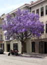 Blooming Jacaranda Tree on a Street of San Francisco Royalty Free Stock Photo