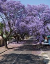 Blooming jacaranda trees