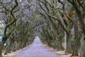 Blooming jacaranda trees lining the street Royalty Free Stock Photo