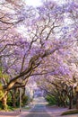 Blooming jacaranda trees lining the street in South Africa's cap