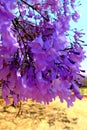 Blooming Jacaranda trees Royalty Free Stock Photo