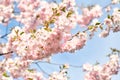 Blooming japan sakura flowers. Cherry tree branch