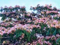 Blooming Japanese acacia Albizia in summer against the blue sky Royalty Free Stock Photo