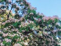 Blooming Japanese acacia Albizia in summer against the blue sky Royalty Free Stock Photo