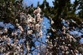 Blooming Japanese apricot flowers in spring, Kyoto Royalty Free Stock Photo